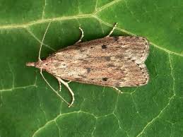 Attēlu rezultāti vaicājumam “Aphomia sociella”