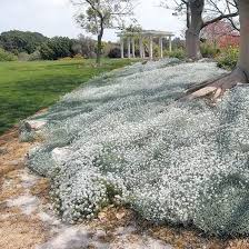 Attēlu rezultāti vaicājumam “Enteridium corticatum young”