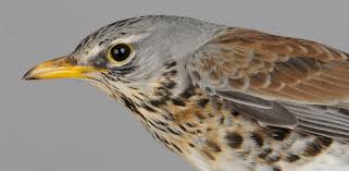 Attēlu rezultāti vaicājumam “Turdus pilaris”