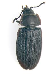 Attēlu rezultāti vaicājumam “Trogossitidae”