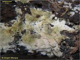 Attēlu rezultāti vaicājumam “Ceriporia viridans”