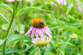 Attēlu rezultāti vaicājumam “Echinacea purpurea flower”