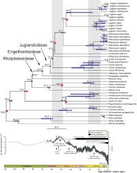 Attēlu rezultāti vaicājumam “Juglans x sinensis”