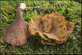 Attēlu rezultāti vaicājumam “Gomphus clavatus”