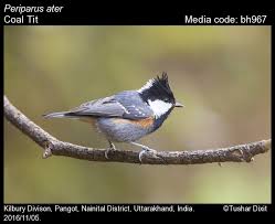 Attēlu rezultāti vaicājumam “Periparus ater adult”