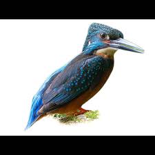 Attēlu rezultāti vaicājumam “Alcedo atthis nest”