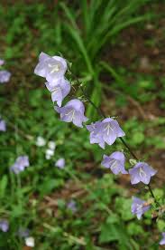 Attēlu rezultāti vaicājumam “Campanula rotundifolia flower”
