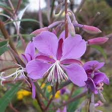 Image result for Epilobium angustifolium