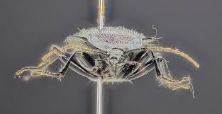 Attēlu rezultāti vaicājumam “Thecabius affinis imago”