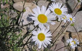 Attēlu rezultāti vaicājumam “Leucanthemum vulgare flower”