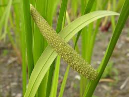 Attēlu rezultāti vaicājumam “Acorus calamus fruit”