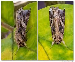 Attēlu rezultāti vaicājumam “Agrochola litura imago”