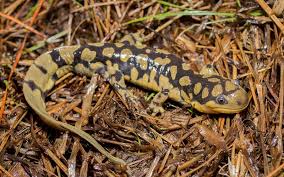 Attēlu rezultāti vaicājumam “Diderma tigrinum stalked”