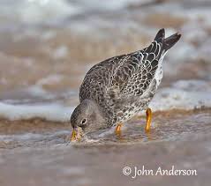 Attēlu rezultāti vaicājumam “Calidris maritima adult”