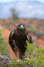 Attēlu rezultāti vaicājumam “Aquila chrysaetos adult”