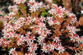 Attēlu rezultāti vaicājumam “Sedum acre flower”
