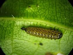 Attēlu rezultāti vaicājumam “Altica sp.”