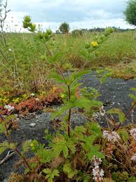 Attēlu rezultāti vaicājumam “Potentilla norvegica”