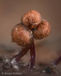 Attēlu rezultāti vaicājumam “Cribraria cancellata var. fusca macro”