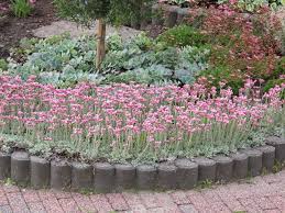 Attēlu rezultāti vaicājumam “Antennaria dioica fruit”