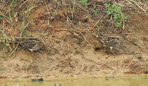 Attēlu rezultāti vaicājumam “Gallinago gallinago nest”