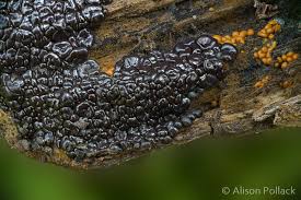 Attēlu rezultāti vaicājumam “Hemitrichia lutescens”