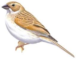 Attēlu rezultāti vaicājumam “Emberiza schoeniclus nest”