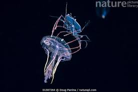 Attēlu rezultāti vaicājumam “Phronia sp. larva”