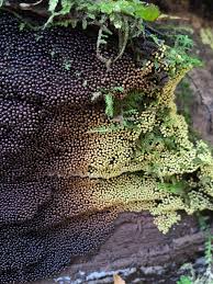 Attēlu rezultāti vaicājumam “Lamproderma violaceum stalked”