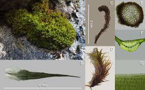 Attēlu rezultāti vaicājumam “Chaenotheca stemonea”