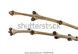 Attēlu rezultāti vaicājumam “Fraxinus excelsior bud”