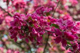 Attēlu rezultāti vaicājumam “Malus purpurea flower”