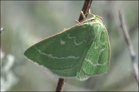 Attēlu rezultāti vaicājumam “Thetidia smaragdaria”