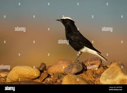 Image result for Oenanthe leucopyga