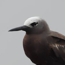 Attēlu rezultāti vaicājumam “Tringa stagnatilis adult”