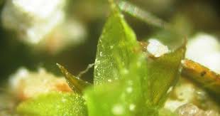 Attēlu rezultāti vaicājumam “Gymnostomum calcareum macro”