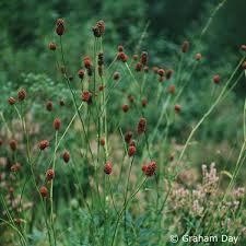 Attēlu rezultāti vaicājumam “Sanguisorba officinalis”