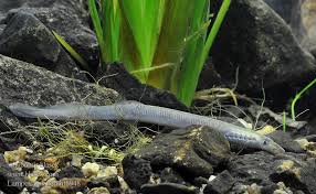 Attēlu rezultāti vaicājumam “Lampetra planeri”