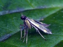 Attēlu rezultāti vaicājumam “Calybites phasianipennella”