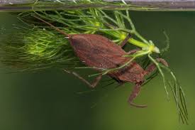 Attēlu rezultāti vaicājumam “Nepa cinerea”
