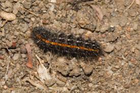 Attēlu rezultāti vaicājumam “Spiris striata”