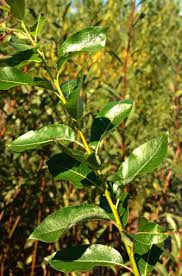 Attēlu rezultāti vaicājumam “Salix daphnoides leaf”