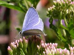 Attēlu rezultāti vaicājumam “Celastrina argiolus male”