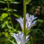 Image result for Campanula moesiaca