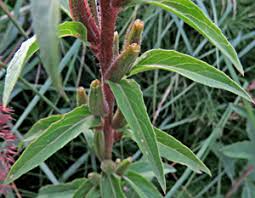 Attēlu rezultāti vaicājumam “Oenothera rubricauli flower”