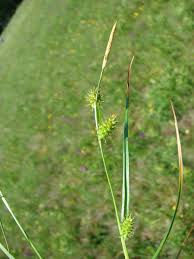 Attēlu rezultāti vaicājumam “Carex lepidocarpa”
