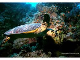 Image result for Eretmochelys imbricata