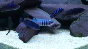 Risultati immagini per cynotilapia pulpican