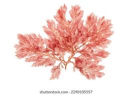 Attēlu rezultāti vaicājumam “Rhodophyta”