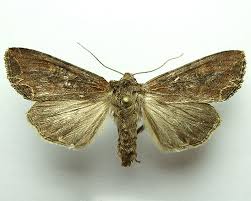 Attēlu rezultāti vaicājumam “Lacanobia suasa”